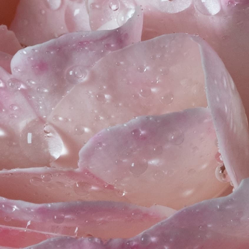 À la rose Rose